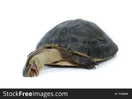 Malayan Box Turtle Free Stock Images Photos 15788268