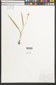 Image result for Afrosolen coeruleus