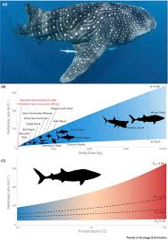 Maybe you would like to learn more about one of these? Powering Ocean Giants The Energetics Of Shark And Ray Megafauna Trends In Ecology Evolution