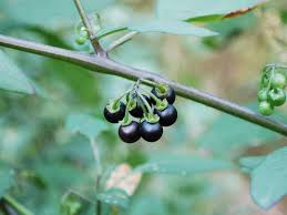 Image result for Solanum scabrum