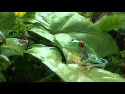 Certainly among treefrogs, to say the least. Red Eyed Tree Frog Feeding Youtube