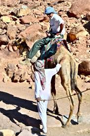 The camelids, as a family, include the new world camelids: Modern Day Indiana Jones Visits Alma Mater The Trinity Voice