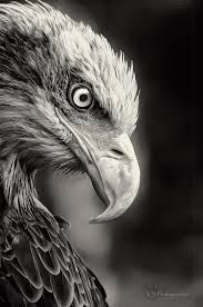 30 Beautiful Pictures Of Animals Macro Photography 30 Beautiful Pictures Of Animals Macro Photography 2 3 Obturateur C E 2020 Kel Kartal Vahsi Hayvanlar Hayvan