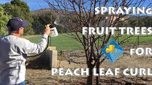 Fruit tree curly leaf treatment. Spraying Fruit Trees For Peach Leaf Curl Youtube