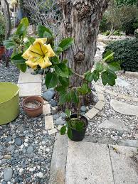 Image result for Solandra maxima