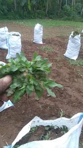 Selain itu rumput gajah mini bermanfaat sebagai pencegah erosi terutama mencegah pengikisan tanah di saat hujan. Cara Menanam Dan Merawat Rumput Gajah Mini Beserta Harga Rumput Gajah Mini Di Tingkat Petani Tahun 2021 Jual Rumput Taman Dan Bibit Rumput Ternak