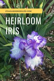 Divide iris rhizome from mother. Pin On It S A Gardener S Life Garden And Travel Blog