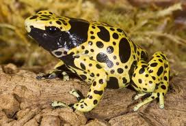 Black And Yellow Dart Frog Photos Of Poison Dart Frogs Aka Posion Arrow Frogs Poison Dart Frogs Endangered Animals Dart Frog