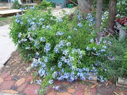 Maybe you would like to learn more about one of these? Plantanswers Plant Answers Plumbago A Lovely Blue Flowered Butterfly Plant For Texas