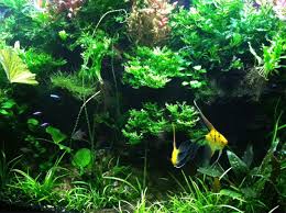 Pin On Ecoxotic Panorama Leds