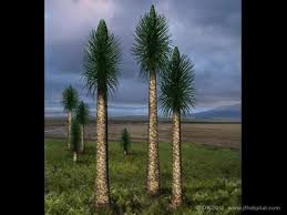 Image result for Pleurostylia africana