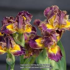 Standard Dwarf Bearded Iris (Iris 'Jolly') in the Irises Database