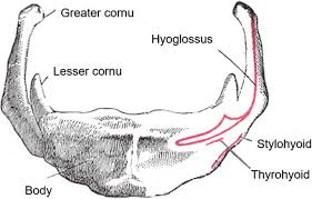 Image result for Hyoid Bone
