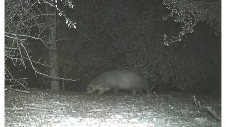 Texas wildlife officials investigate 'mystery animal' caught on camera