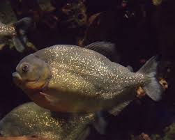 Piranha Wikipedia