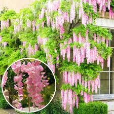 Add these beautiful bushes to your garden, including lilacs and a type of daphne. Wisteria Rosea Pink Flowering Deciduous Hardy Climbing Garden Shrub Plant 9cm 20 30cm Buy Online In Paraguay At Desertcart Com Py 194451403