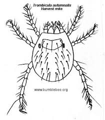 Image result for Trombicula autumnalis