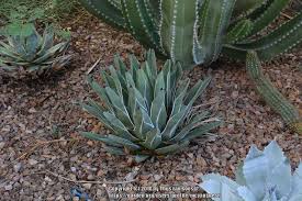 That's what cactus are famous for. King Ferdinand Agave Agave Nickelsiae In The Agaves Database Garden Org