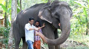 Oldest known elephant in captivity' dies at 88 in India