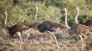 Ostrich | San Diego Zoo Animals & Plants