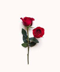 Splending Red roses | 24 stems of red roses | Red Rose Delivery by  BloomsyBox