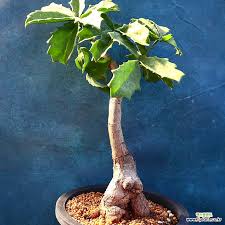 Image result for Cyphostemma quinatum