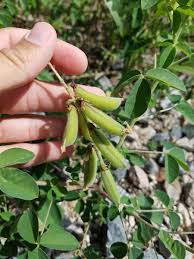 Image result for Crotalaria paulina
