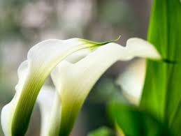 Wie sie als zimmerpflanze gedeiht. So Pflegt Ihr Die Calla Pflanze Richtig Giessen Dungen Uberwintern