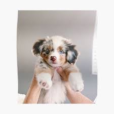 Maybe you would like to learn more about one of these? Australian Shepherd Aesthetic Posters Redbubble