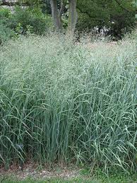 I like newer ones like 'foxtrot', and 'desert plain'. Panicum Virgatum Wikiwand