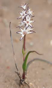 Image result for Wurmbea