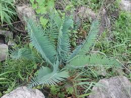 Image result for Encephalartos munchii