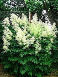 I have mine growing in garden beds that are facing north and they. Butterflies Longlasting Goatsbeard Attractive Fencelines Moisture Handsome Dioicus Flowers Allowed Astilbe Aru Shade Plants Plants Shade Perennials