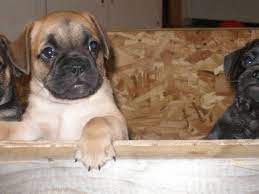 Pugapoo Rescue Dogs For Sale Pugapoo Puppies Pugapoo Rescue Dogs For Sale Dogs For Sale