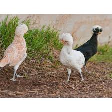 However, unless very large quantities are purchased in one lot, that ideal is not always met. Cackle Hatchery Assorted Polish Chicken Straight Run Male And Female 1236 Blain S Farm Fleet