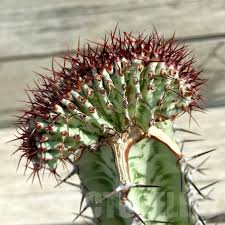 Image result for Euphorbia confinalis