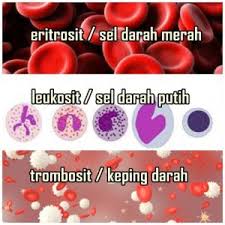 Nama Lain Sel Darah Merah Sel Darah Putih Dan Keping Darah Beserta Fungsinya Pak Mono
