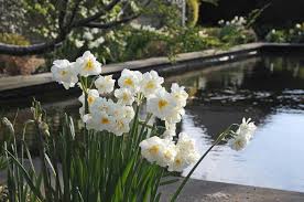 Narcissus Sir Winston Churchill Double Daffodil Narcissus Daffodils Spring Bulbs