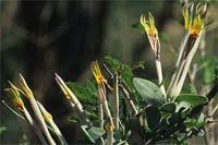 Image result for Agelanthus