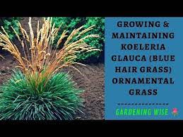 Blue hair grass features airy plumes of white flowers with silver overtones rising above the foliage in early summer. Koeleria Glauca Blue Hair Grass Ornamental Grass A Compact Ornamenta Ornamental Grasses Grass Blue Hair