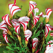 Check spelling or type a new query. 15 Rare Flowers In India Types Of Rare Beautiful Flowers