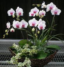 Bunga banci, zigomorf atau lebih sering asimetrik, besar dengan warna cerah dan menarik suku cannaceae merupakan suatu famili yang hanya terdiri atas satu marga (genus).contoh canna edulis. Pin On R 6