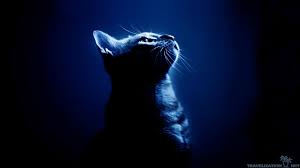 Imagen de gatito sonriente imagen de gatito durmiendo amor de gatos. Fondos De Pantalla De Gatos Fondosmil