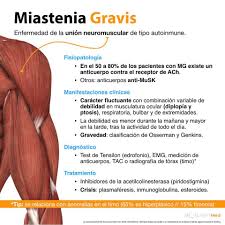 La miastenia gravis (mg) es una enfermedad neuromuscular autoinmune y crónica caracterizada por grados variables de debilidad de los músculos esqueléticos (los voluntarios) del cuerpo. Spotlightmed Miastenia Gravis Spotlightmed Spotlight Facebook
