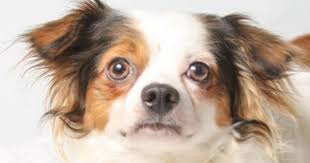 Meet Conner A 1 Year 9 Months Chihuahua Long Coat Available For Adoption In Colorado Springs Co Small Dog Adoption Puppy Adoption Chihuahua