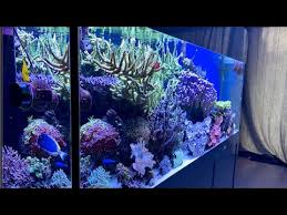 We did not find results for: German Reef Tanks Massive Acropora 800 Liters Reef Tank Coral Aquarium Meerwasseraquarium Youtube