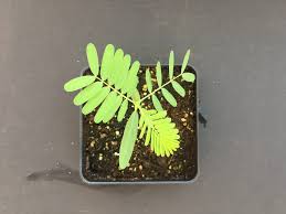 Image result for Sesbania