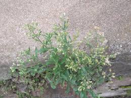 Image result for Eschenbachia