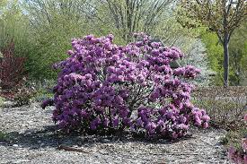 Find P J M Rhododendron Rhododendron P J M In Inver Grove Heights Minnesota Mn At Gertens Rhododendron Landscape Nursery Plants