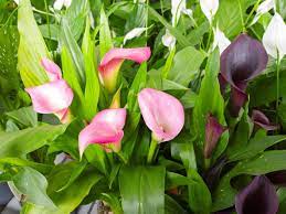 Calla Lily Care Tips On Growing Calla Lilies Calla Lily Flowers Lily Plants Calla Lily Bulbs